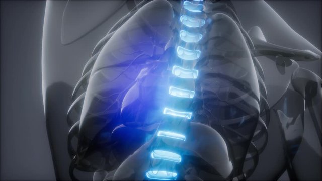 backache in backbone. science anatomy scan of human spine bones glowing