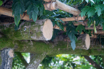 季節を過ぎた藤棚