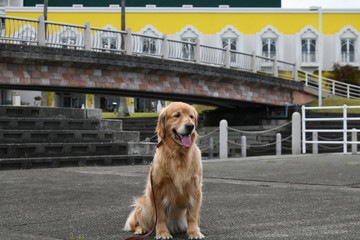 ゴールデンレトリーバー