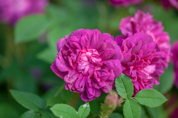 rose / cultivars / James Veitch / ジェームズヴィッチ
