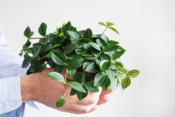 Beautiful green indoor flower in a pot in male hands on a white wall background
