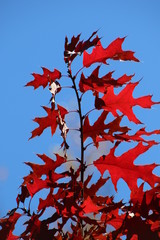 Feuilles aux couleurs d’automne