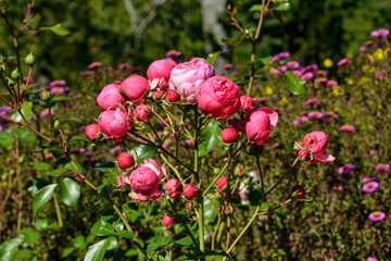 Obraz premium Kulturrosen / Rosen in Rosa / Rosenstrauß / Gartenblume / Valendienstag
