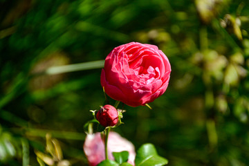 Kulturrosen / Rosen in Rosa / Rosenstrauß / Gartenblume / Valendienstag