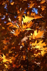 Feuilles aux couleurs d’automne