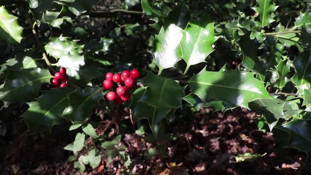 Red Holly Berries In Green Bush Autumn Season