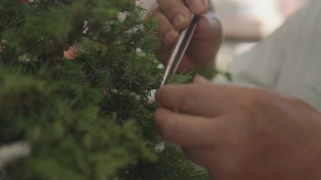 The work of pruning bonsai