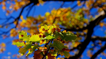  Oak branches with yellow leaves. Autumn background for the designer