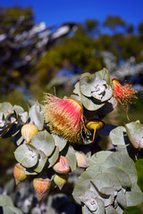 View of a Rose Mallee eucalyptus flower in Australia