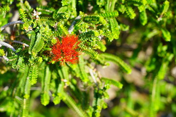 View of a red Verticordia feather flower in Australia