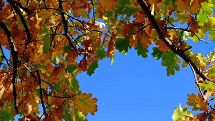  Oak branches with yellow leaves. Autumn background for the designer