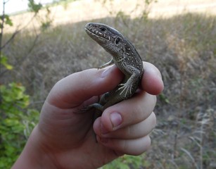 lizard in the palm of a child