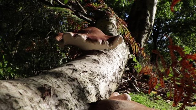 Mushrooms, Fungus, Polypore, On Fallen Siver Birch Tree Trunk Forest Floor Autumn Season