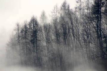 Fototapeta na wymiar Saarschleife im Nebel - Deutschland