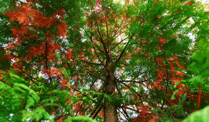 Autumn landscape. Close-up of a tree with colorful foliage in the autumn forest