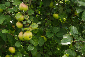 Apples on the branch. Copy space
