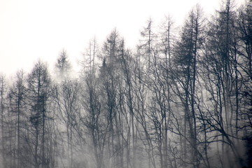 Naklejka na ściany i meble Saarschleife im Nebel - Deutschland