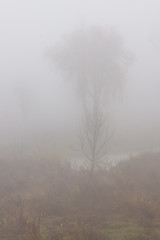 The trees in the park are covered with thick fog. Autumn landscape with fog