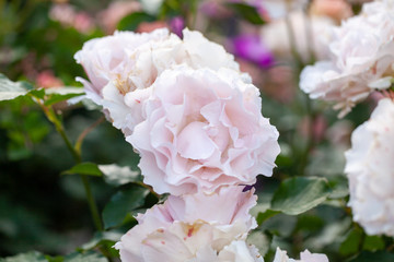 rose / cultivars / La Mariée / ラマリエ