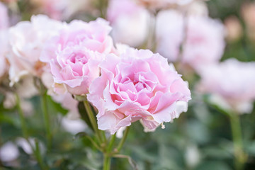 rose / cultivars / La Mariée / ラマリエ