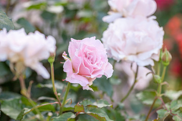 rose / cultivars / La Mariée / ラマリエ
