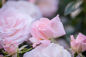 rose / cultivars / La Mariée / ラマリエ