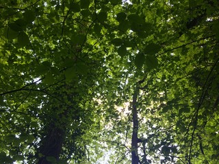 Bäume im Wald - Blick durch die Äste nach Oben in den Himmel 