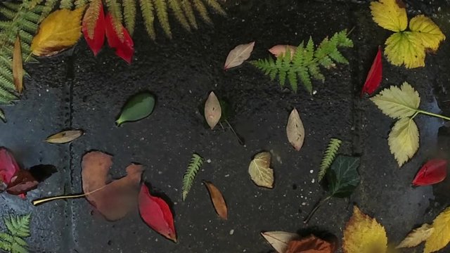 Drops of rain fallon colorful autumn leaves. Weather Concept