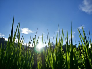 Obraz premium The sun set over the rice farm and the blue sky with cloud in the evening in Chaingmai, Thailand