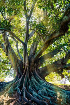 Moreton Bay Fig Tree, Bunbury Western Australia