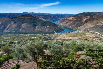 Naklejka premium View of the vineyards and the Douro River at Pinhao, Portugal.