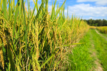 Rice field in Chiang Mai ,Thailand.