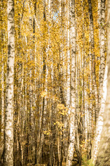 Obraz premium Autumn birch forest with bright leaves on a sunny day.