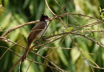 bird on a branch