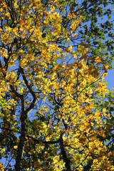 Feuilles aux couleurs d’automne