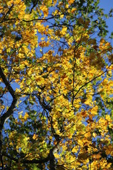 Fototapeta premium Feuilles aux couleurs d’automne