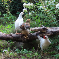live, cute little chicken chickens happy on the farm