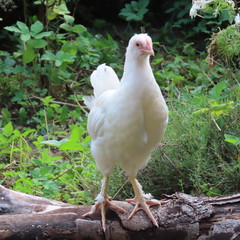 live, cute little chicken chickens happy on the farm