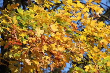 Feuilles aux couleurs d’automne