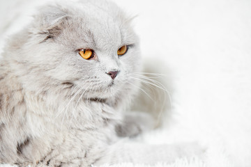 Beautiful fluffy purebred gray cat with yellow eyes and piercing look close up on white background with copy space, advertising photo