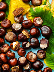Horse chestnut conkers