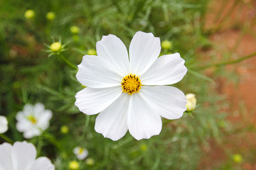 Naklejka na ściany i meble White Flowers in the garden.