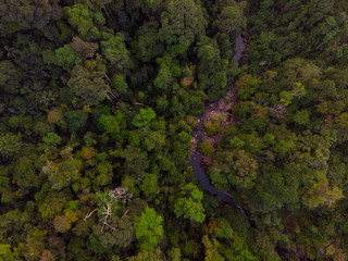 rainforest aerial view