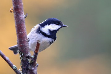 Coal tit is a small bird that lives in the woods