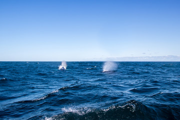 Whales breaching on the  whale watching tour on the Bay of Fundy off Brier Island, Nova Scotia