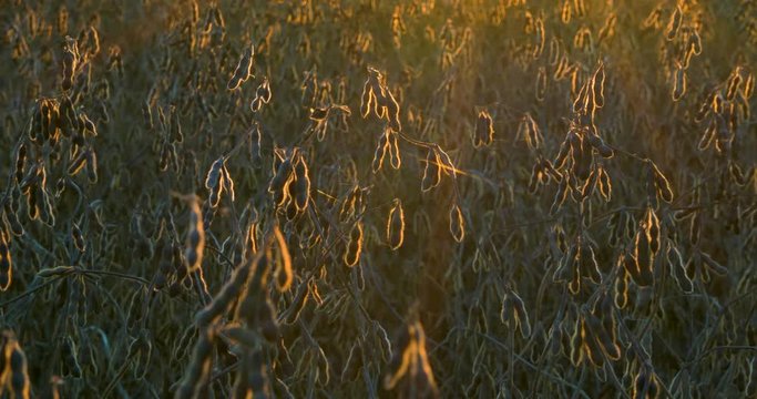 soybeans with setting sunlight close