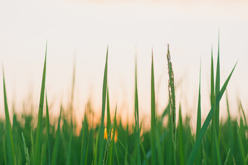 green grass isolated on white background