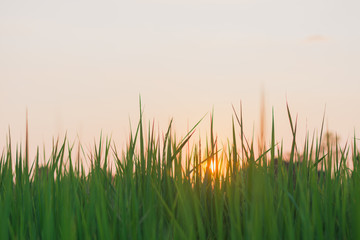 green grass on a white background