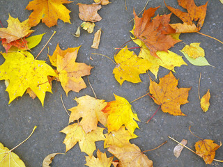 autumn leaves on wooden background