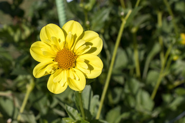 Yellow flowers at Halifax Public Gardens